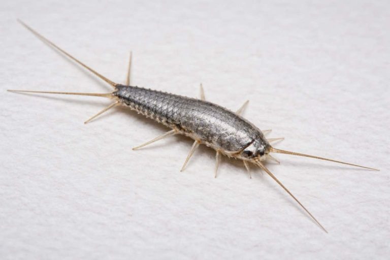 A silverfish with a flattened silver-gray body, long antennae and three tail filaments on a pale surface.